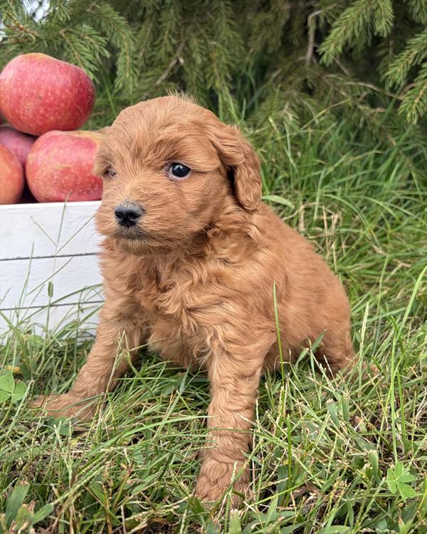 [#26117-02]  - Red F Poodle Mini/Goldendoodle 2nd Gen Puppies For Sale
