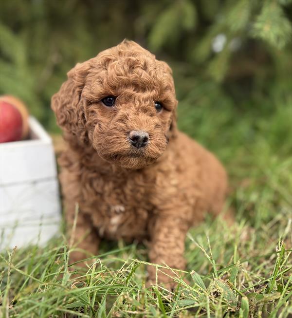 [#26117-03]  - Red F Poodle Mini/Goldendoodle 2nd Gen Puppies For Sale