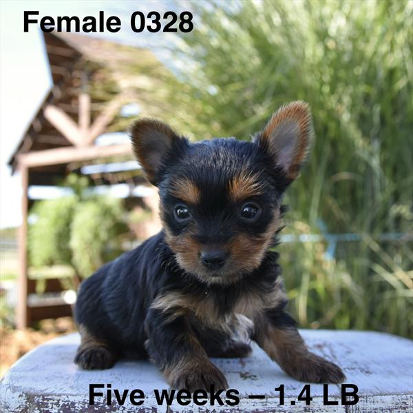 [#26576-02]  - Black / Tan F Yorkshire Terrier Puppies For Sale