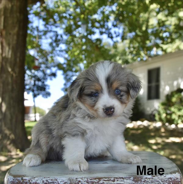 [#26581-01]  - Blue Merle / White M Miniature Australian Shepherd Puppies For Sale