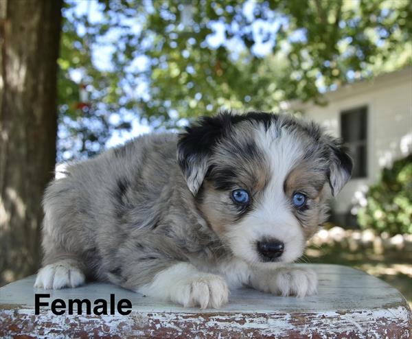 [#26581-04]  - Blue Merle / White F Miniature Australian Shepherd Puppies For Sale