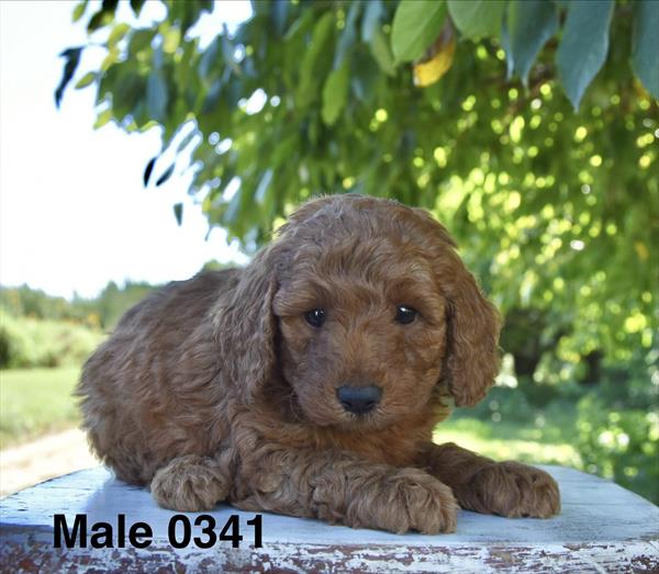 [#26582-01]  - Red M Poodle Mini Puppies For Sale