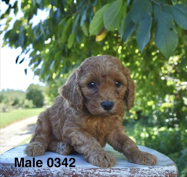 [#26582-02]  - Red M Poodle Mini Puppies For Sale