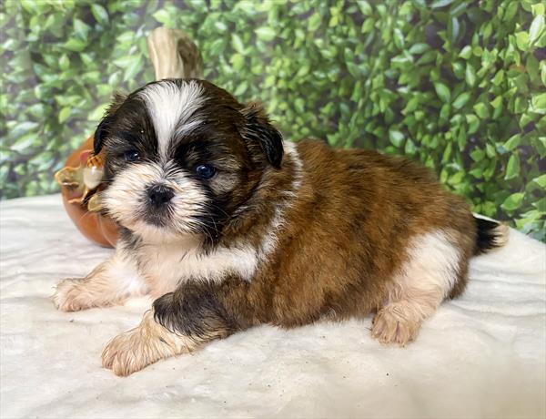 [#26119-02]  - Red Brindle / White F Shih Tzu Puppies For Sale
