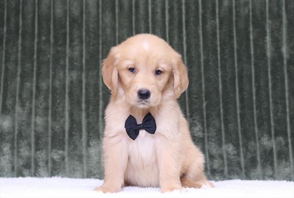 [#26285-04]  - Golden M Golden Retriever Puppies For Sale