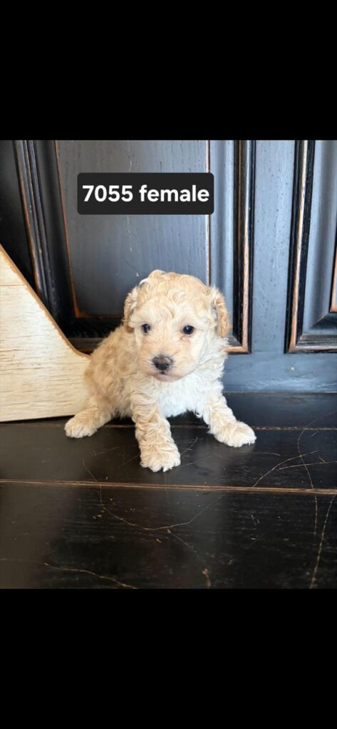 [#26587-02]  - Apricot F Poodle Mini Puppies For Sale