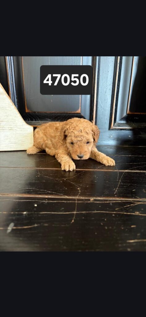 [#26589-01]  - Light Red M Poodle Mini Puppies For Sale