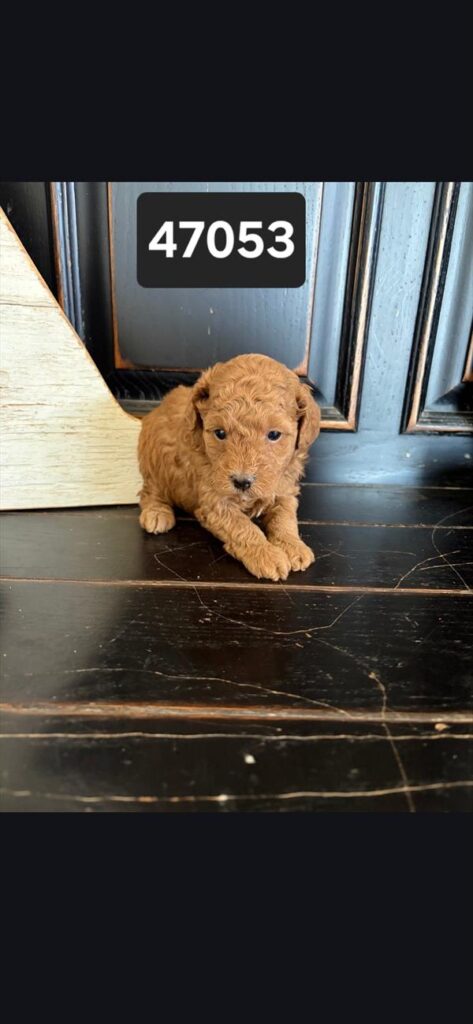 [#26589-02]  - Light Red M Poodle Mini Puppies For Sale