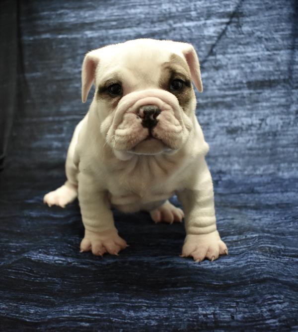 [#26175-02]  - White F Bulldog Puppies For Sale