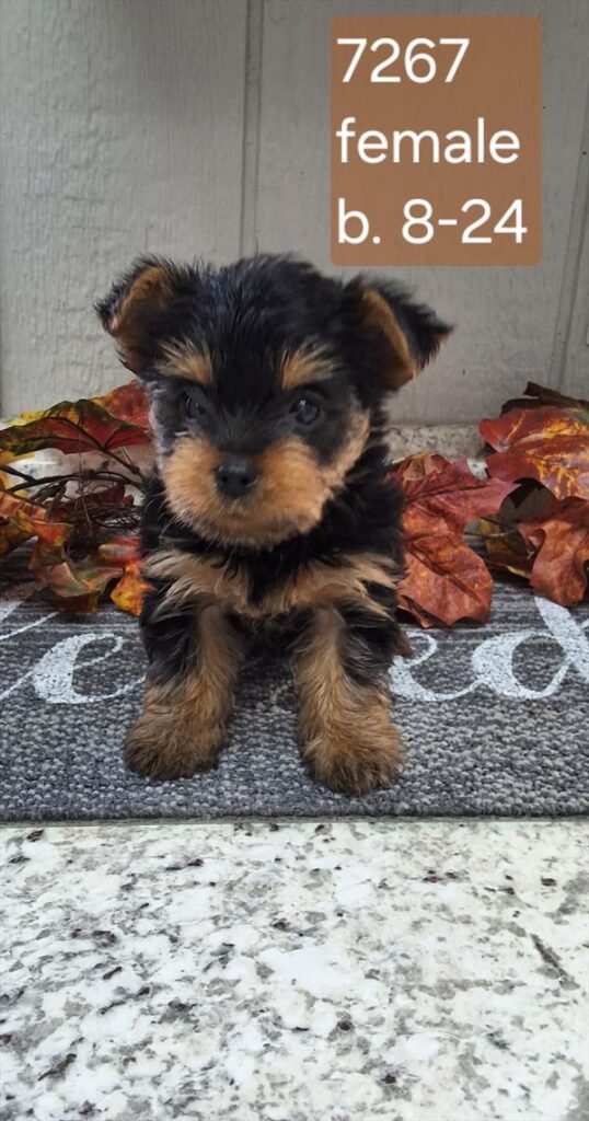 [#26599-02]  - Black / Tan F Yorkshire Terrier Puppies For Sale