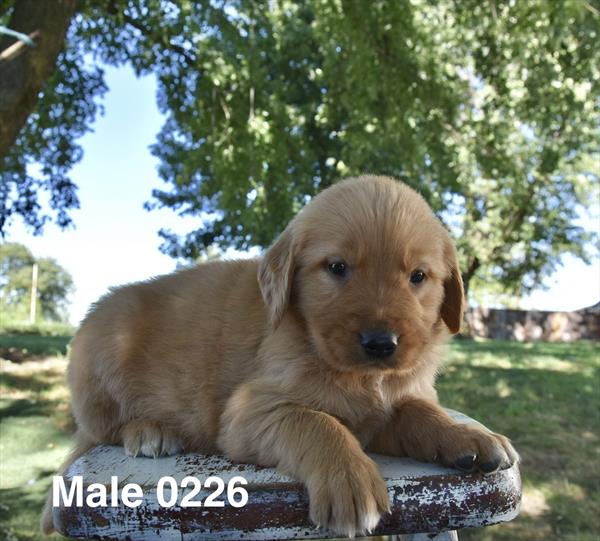 [#26606-02]  - Golden M Golden Retriever Puppies For Sale