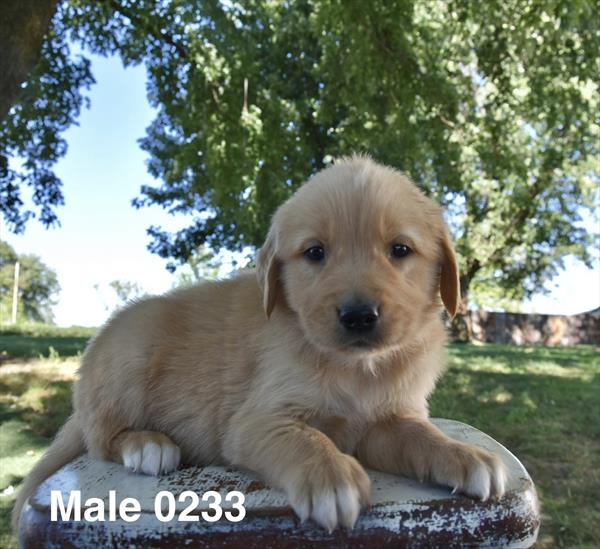[#26606-03]  - Golden M Golden Retriever Puppies For Sale