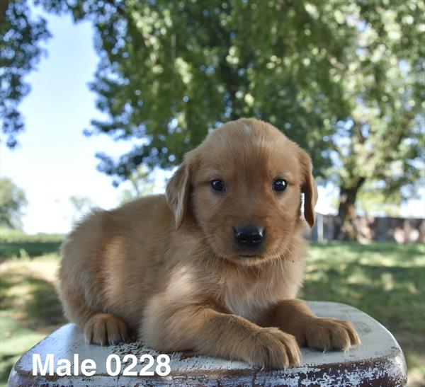 [#26606-04]  - Golden M Golden Retriever Puppies For Sale