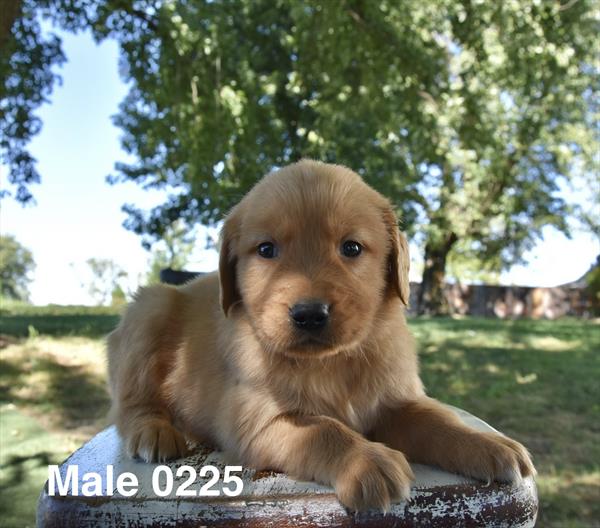 [#26606-05]  - Golden M Golden Retriever Puppies For Sale