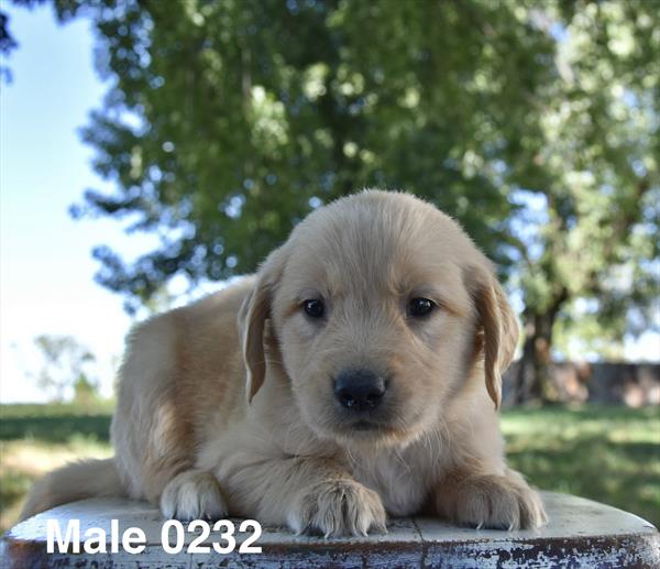 [#26606-06]  - Golden M Golden Retriever Puppies For Sale
