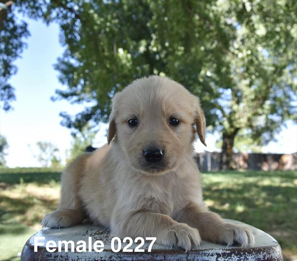 [#26606-07]  - Golden F Golden Retriever Puppies For Sale