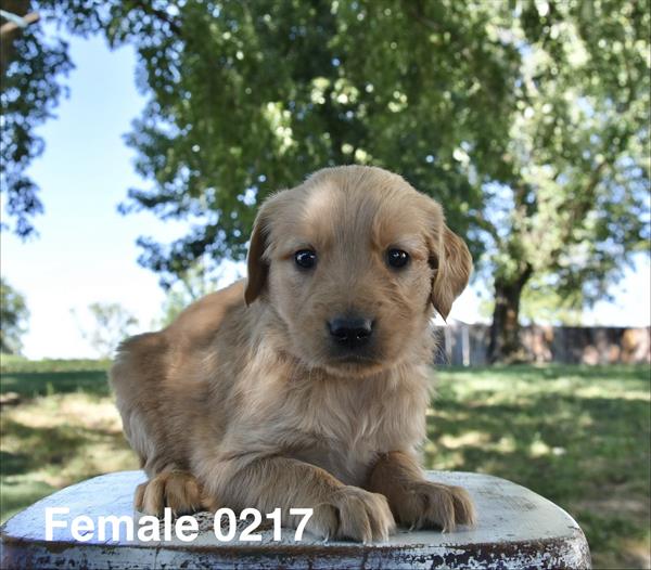 [#26606-08]  - Golden F Golden Retriever Puppies For Sale