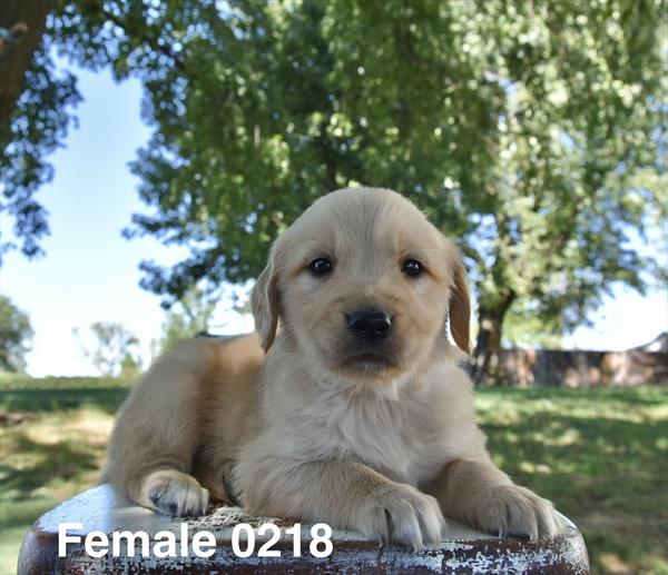 [#26606-09]  - Golden F Golden Retriever Puppies For Sale