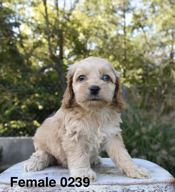 [#26608-06]  - Apricot F Poodle Mini/Cocker Spaniel Puppies For Sale