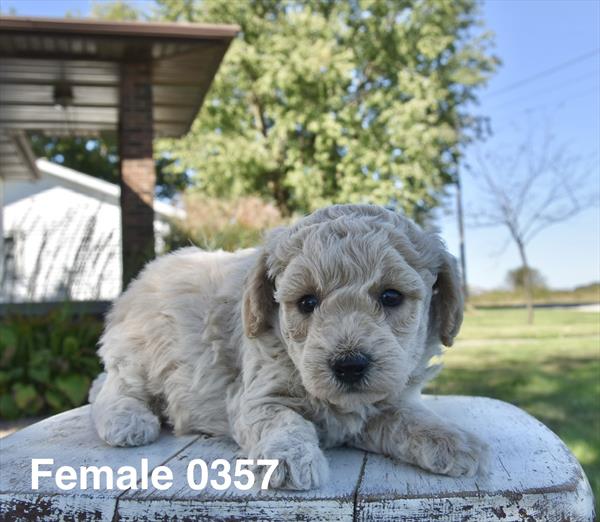 [#26612-04]  - Cream F Poodle Mini/Bichon Frise Puppies For Sale