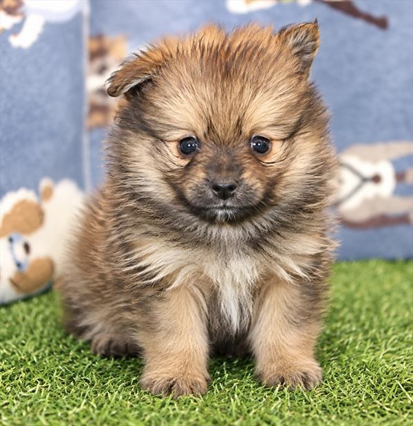 [#262178-01]  - Sable M Pomeranian Puppies For Sale