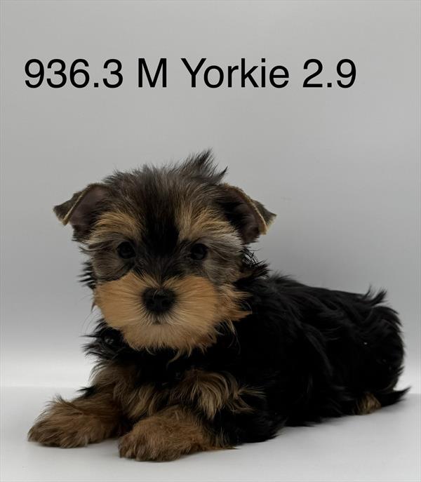 [#261936-03]  - Black / Tan M Yorkshire Terrier Puppies For Sale