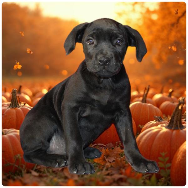 [#26436-02]  - Black F Cane Corso Puppies For Sale