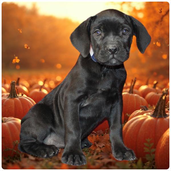 [#26436-06]  - Black F Cane Corso Puppies For Sale