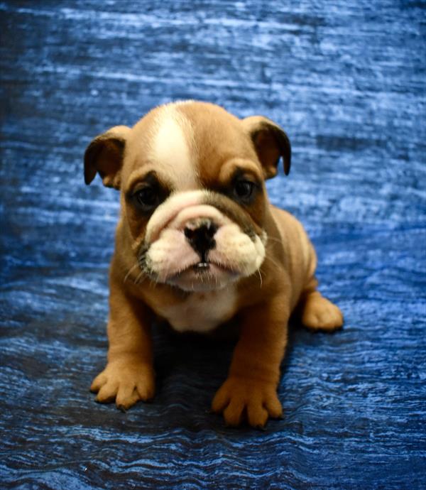 [#26180-01]  - Red / White M Bulldog Puppies For Sale