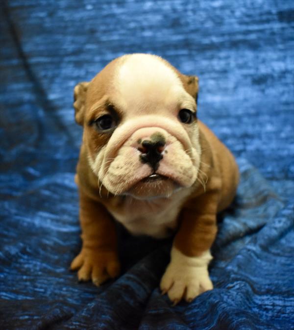 [#26180-08]  - Red / White F Bulldog Puppies For Sale