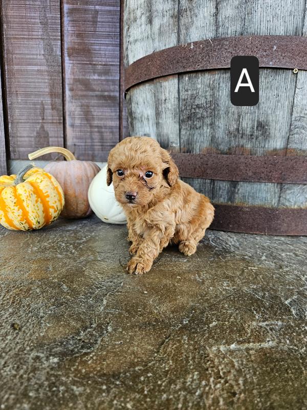 [#26659-03]  - Red F Poodle Mini Puppies For Sale
