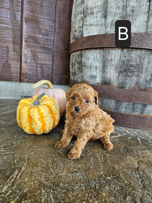 [#26659-04]  - Red F Poodle Mini Puppies For Sale