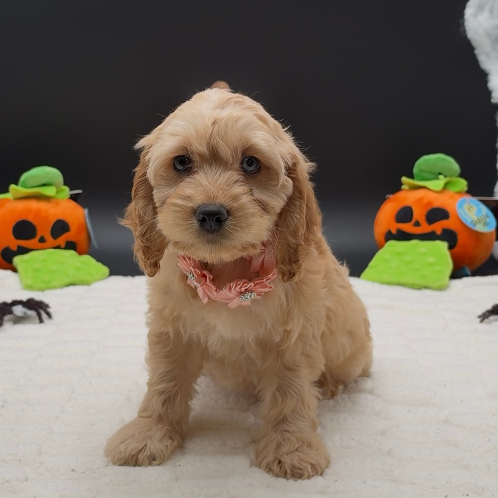 [#26608-06]  - Apricot F Poodle Mini/Cocker Spaniel Puppies For Sale