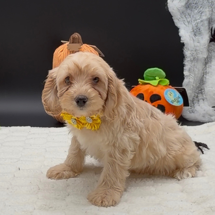 [#26608-03]  - Apricot F Poodle Mini/Cocker Spaniel Puppies For Sale