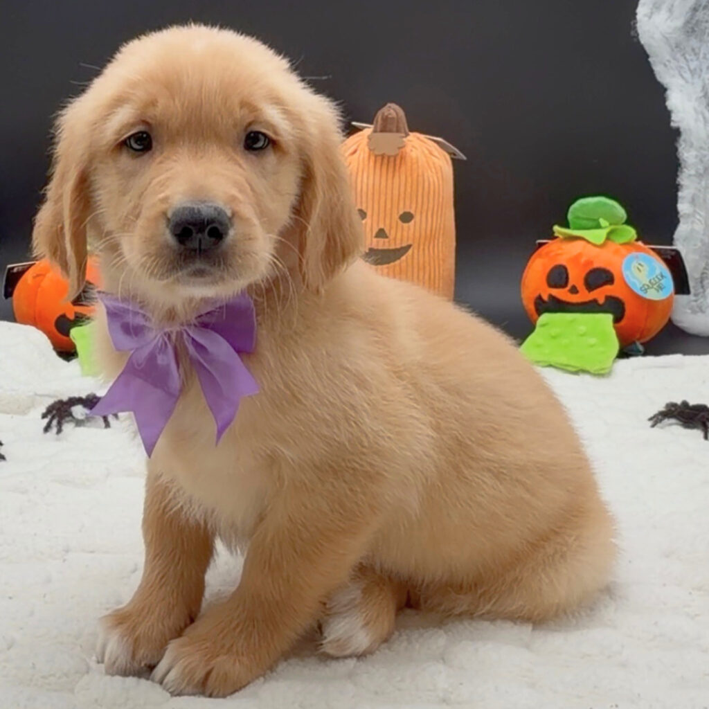 [#26606-03]  - Golden M Golden Retriever Puppies For Sale