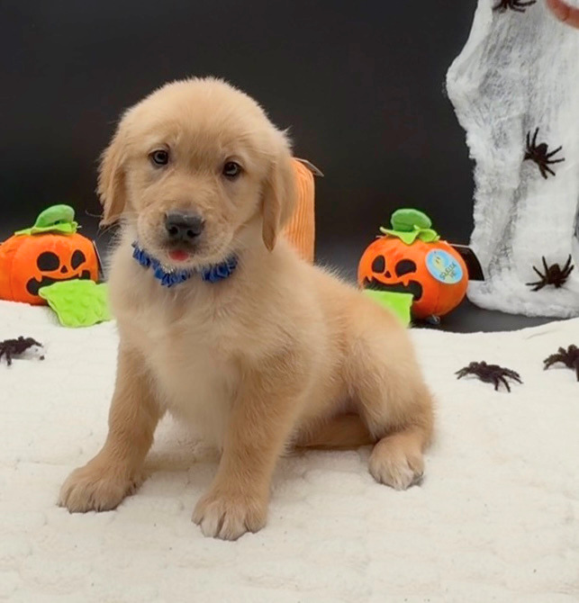 [#26606-07]  - Golden F Golden Retriever Puppies For Sale