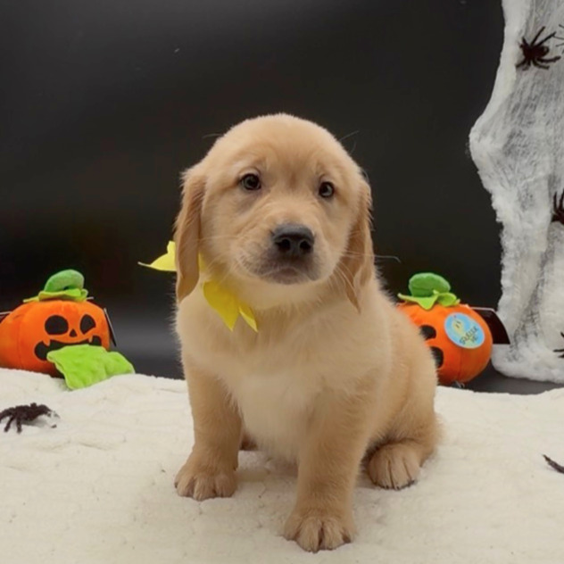 [#26606-06]  - Golden M Golden Retriever Puppies For Sale