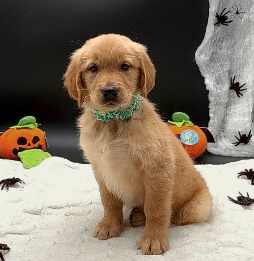 [#26606-08]  - Golden F Golden Retriever Puppies For Sale