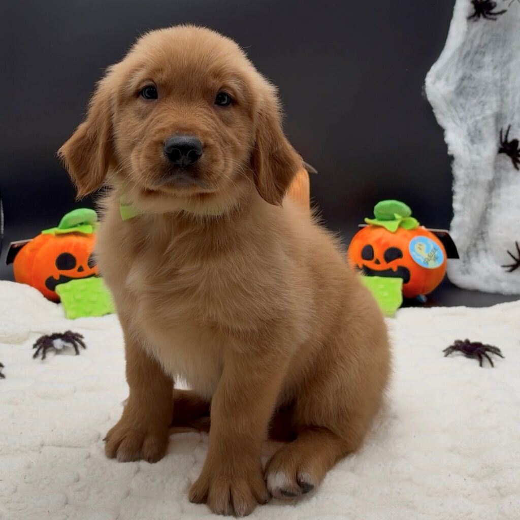 [#26606-02]  - Golden M Golden Retriever Puppies For Sale