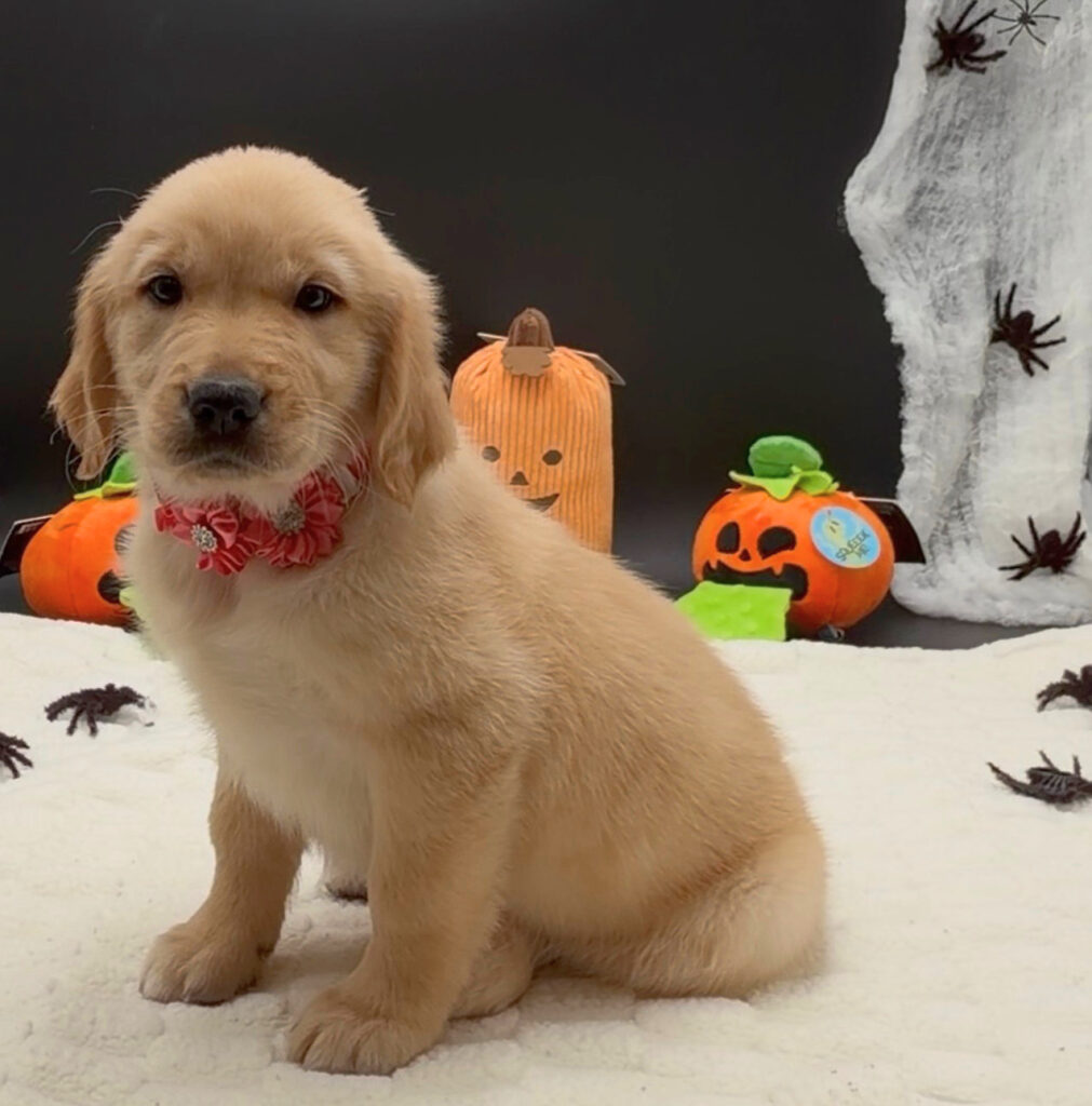 [#26606-09]  - Golden F Golden Retriever Puppies For Sale