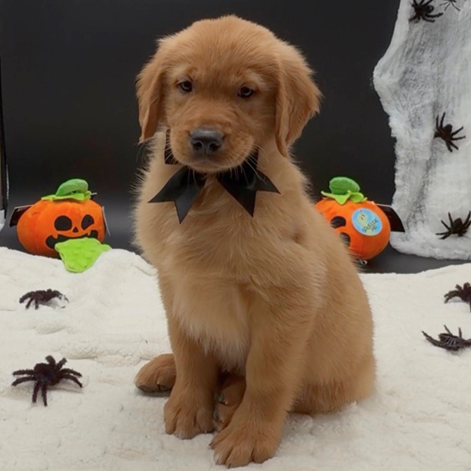 [#26606-05]  - Golden M Golden Retriever Puppies For Sale