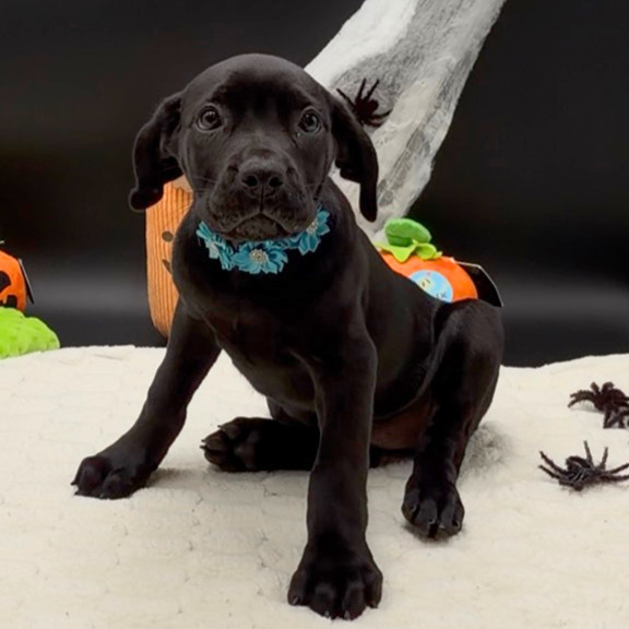 [#26436-02]  - Black F Cane Corso Puppies For Sale
