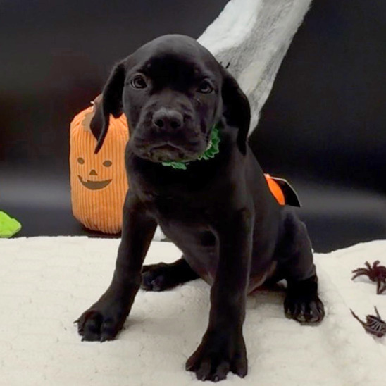 [#26436-06]  - Black F Cane Corso Puppies For Sale