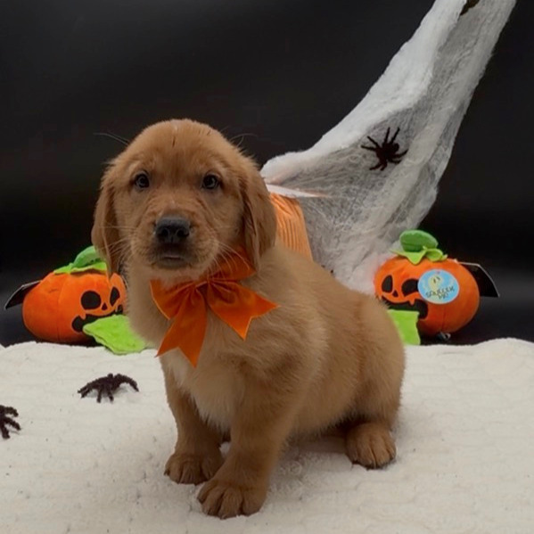 [#26606-04]  - Golden M Golden Retriever Puppies For Sale