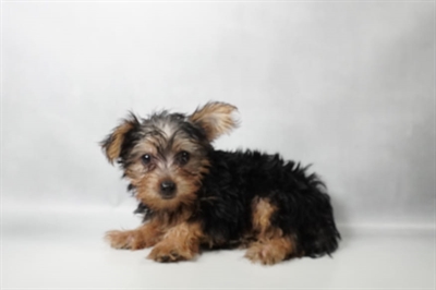[#N10104]  - Black and Tan F Morkie Puppies For Sale