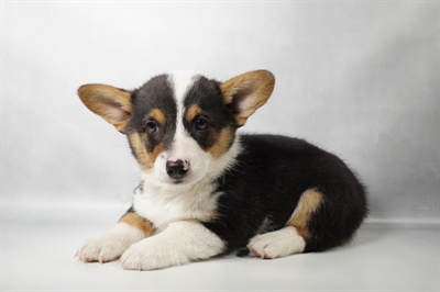 [#N11630]  - Black and Tan M Pembroke Welsh Corgi Puppies For Sale