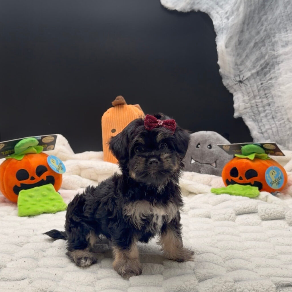 [#26106-03]  - F Havanese Puppies For Sale