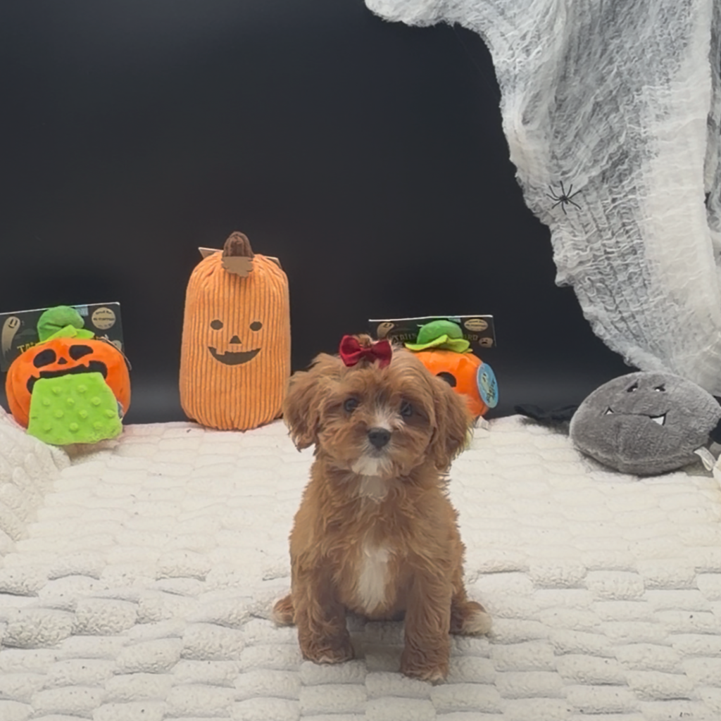 [#26564-04]  - Apricot F Poodle Mini/Cavalier King Charles Spaniel Puppies For Sale