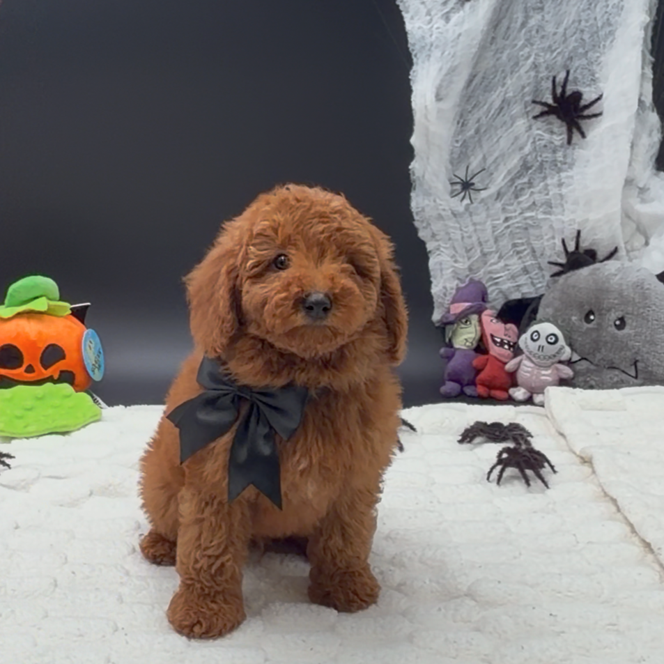 [#26582-01]  - Red M Poodle Mini Puppies For Sale
