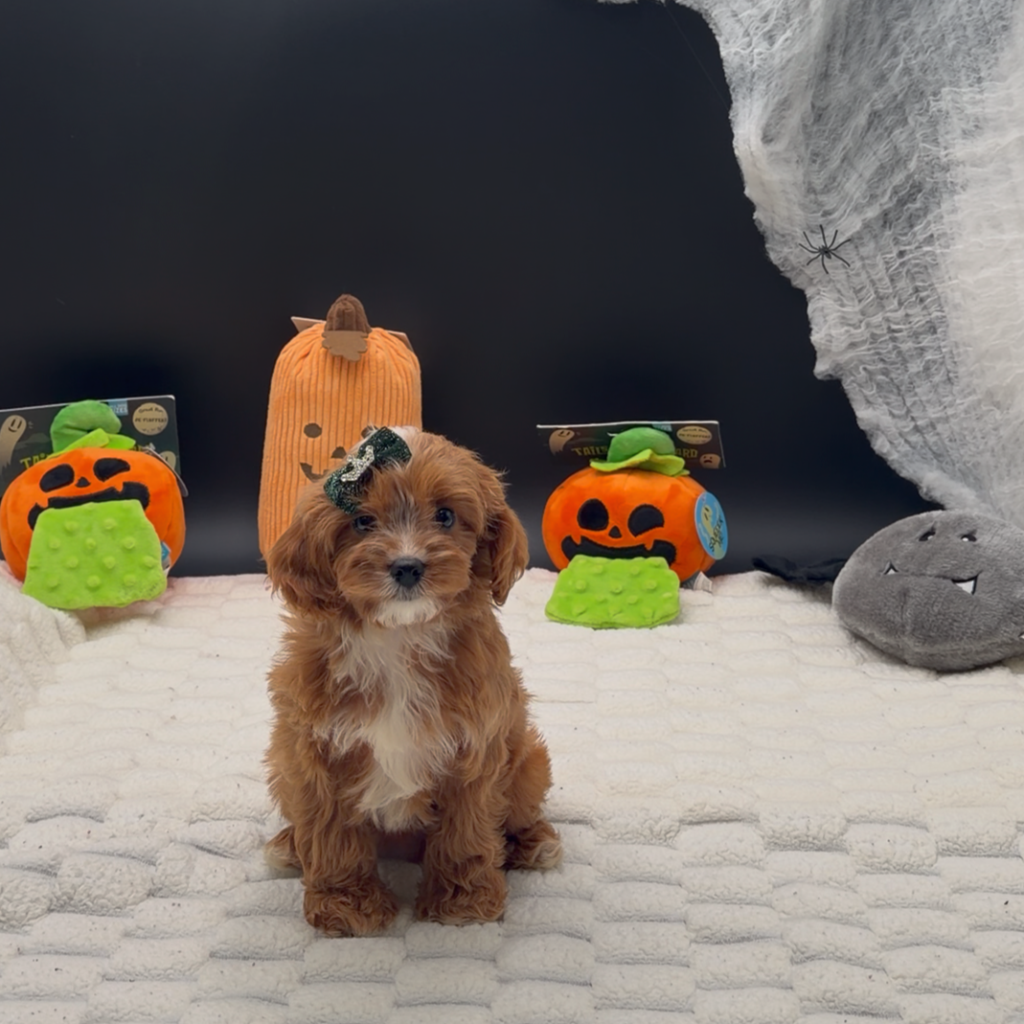 [#26564-05]  - Apricot F Poodle Mini/Cavalier King Charles Spaniel Puppies For Sale